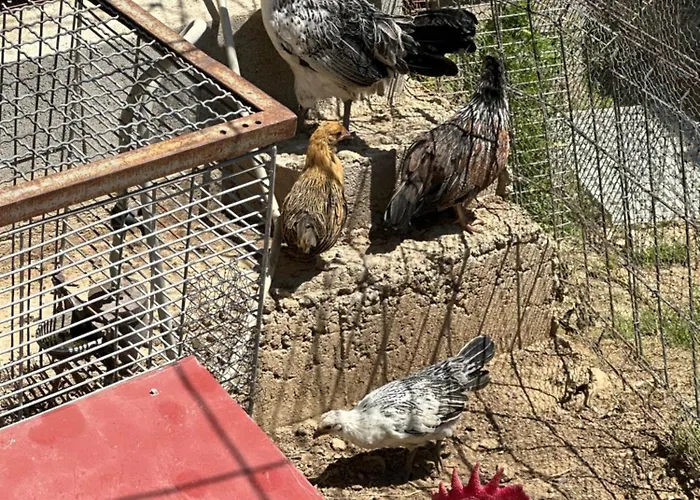 아파트 Casa Curillas